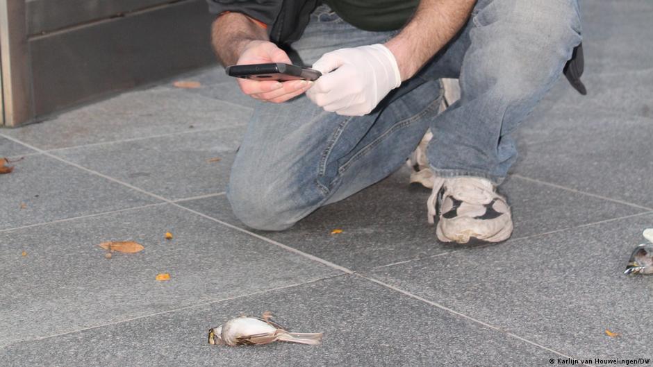 Ave yace en vereda de ciudad Ave yace en vereda de ciudad