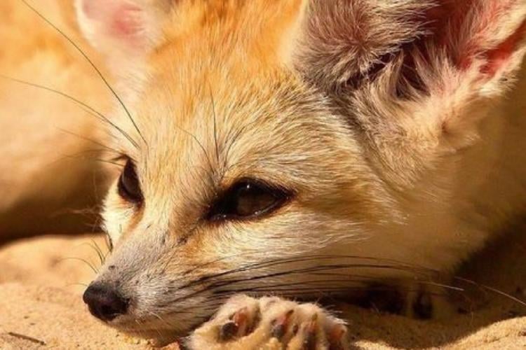 zorro Esta pequeña criatura se alimenta principalmente de insectos, hojas y frutos (Foto: Pinterest))