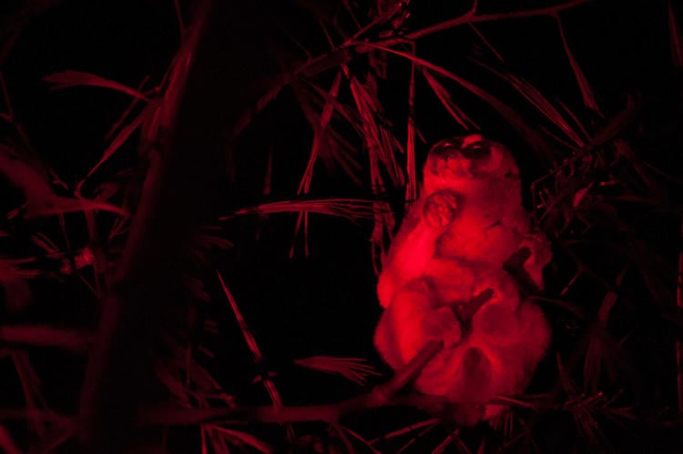 Lorises 103_AW 1536x1022 1 Lorises 103_AW 1536x1022 1