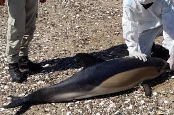 delfines rio negro