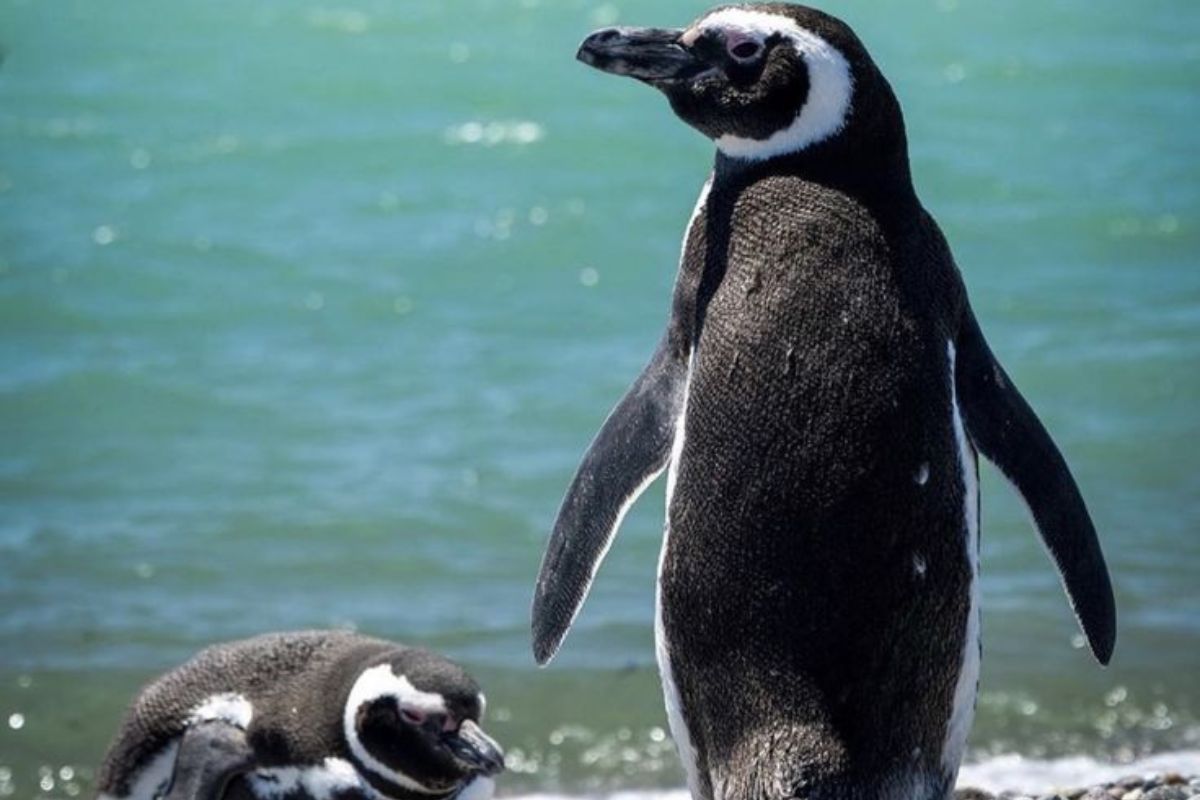 pinguinos El empresario fue condenado por la muerte de al menos 100 pingüinos en Punta Tombo, Chubut.