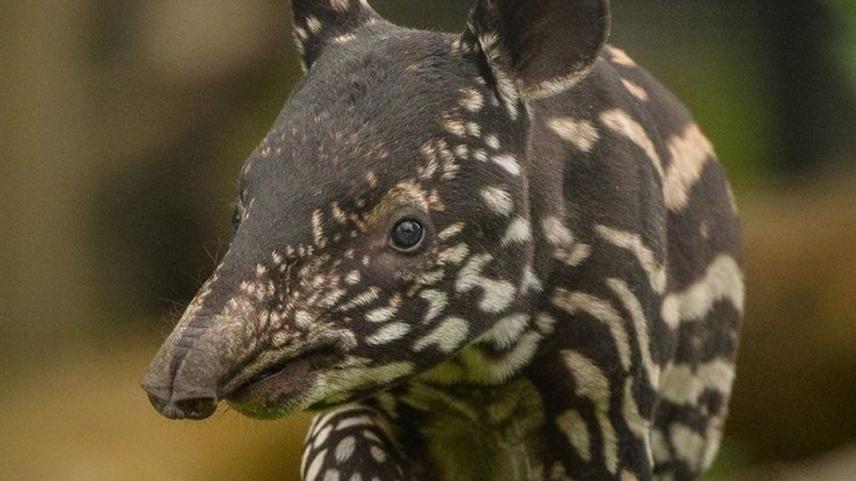 tapir amarillo El tapir malayo (Tapirus indicus) está en peligro de extinción debido a varias amenazas (Foto: Pinterest)