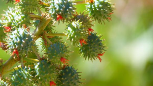 planta venenosa ¿Cuales son las 5 especies peligrosas encontradas en la naturaleza?