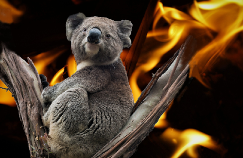 Koalas, una especie amenazada por incendios forestales