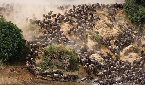 El mayor espectáculo de África: la migración de los ñus en el Parque Nacional Se