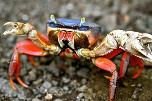 cangrejo azul cangrejo azul