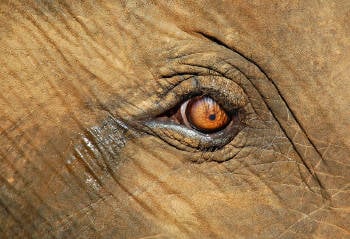 ojo elefante llorando