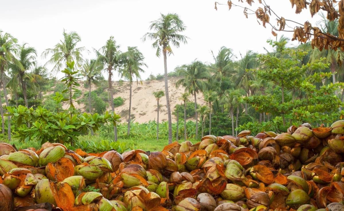 desechos cascara de coco