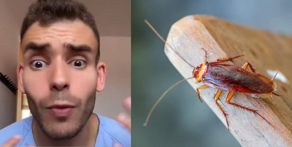 enfermero cucaracha enfermero cucaracha