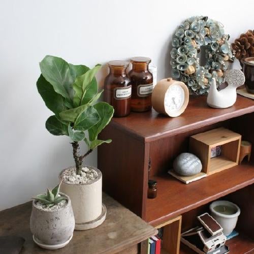 Arbol lira Arbol lira