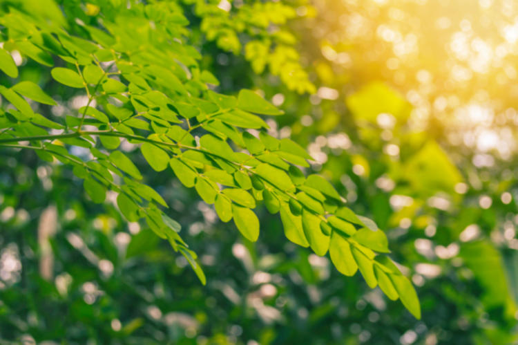 moringa plantas