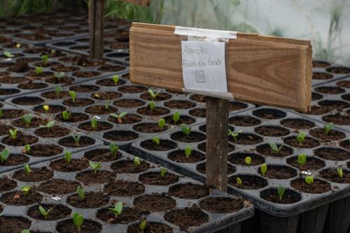 Especies nativas La Lola (1) Especies nativas La Lola (1)