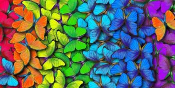 mariposas de colores