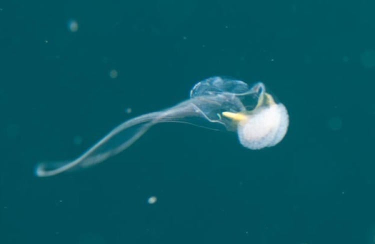 Appendicularia Appendicularia