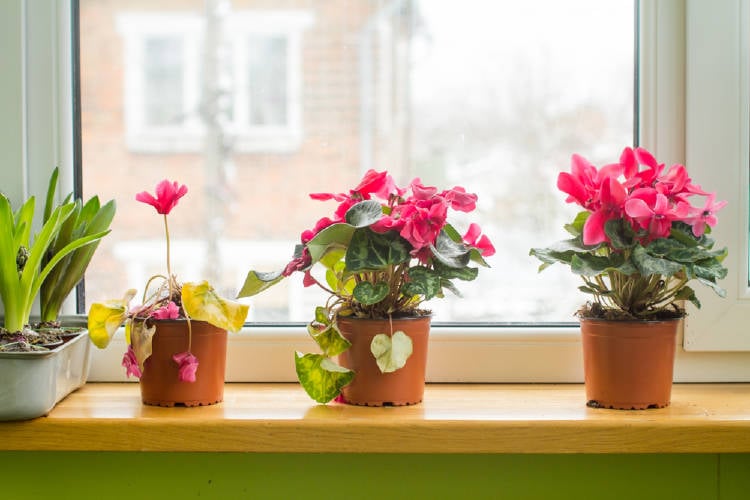 plantas con flores todo el año