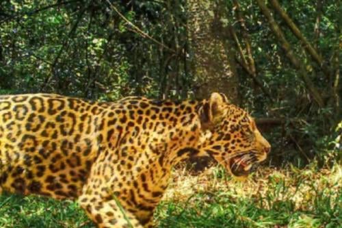 yaguarete Imagen: delatribunatv.com