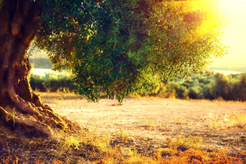 Este árbol de olivo tiene más de 3,000 años y todavía dando frutos