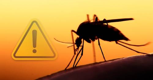 El peligro que nadie sospecha del mosquito