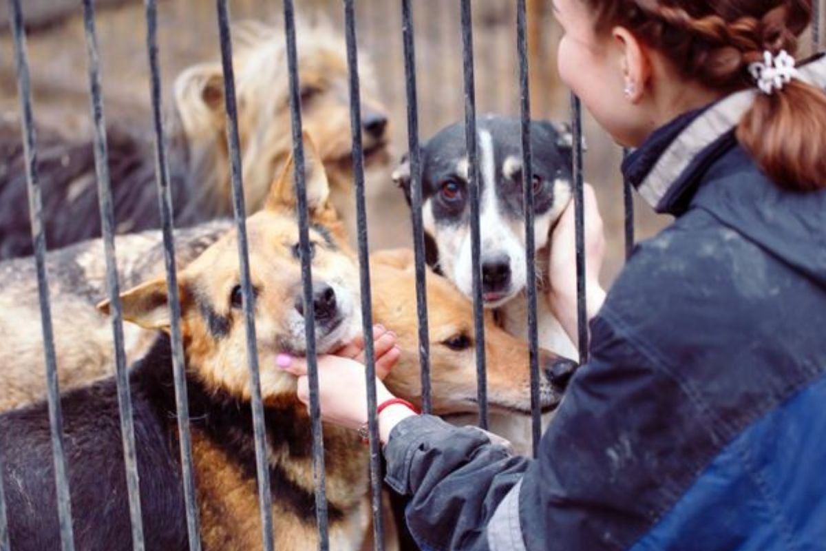 Existen maneras de generar conciencia y combatir el abuso animal (Créditos: Pinterest)