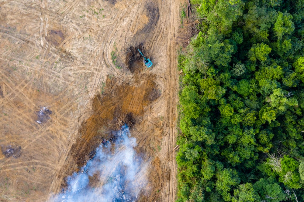 amazonas deforestacion