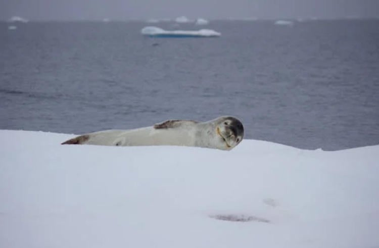 focas polo sur3 focas polo sur3
