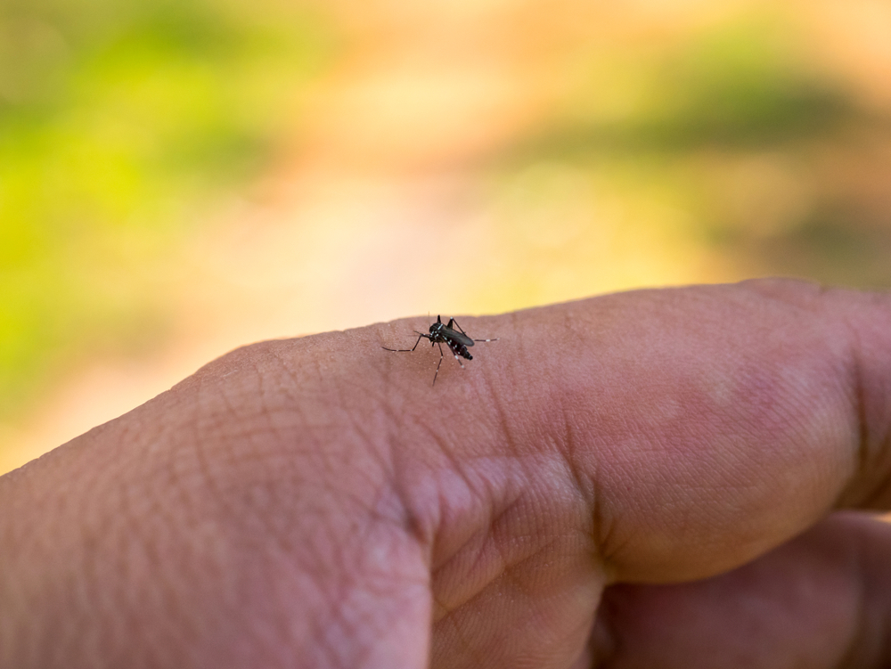 shutterstock_1410069137 shutterstock_1410069137.jpg