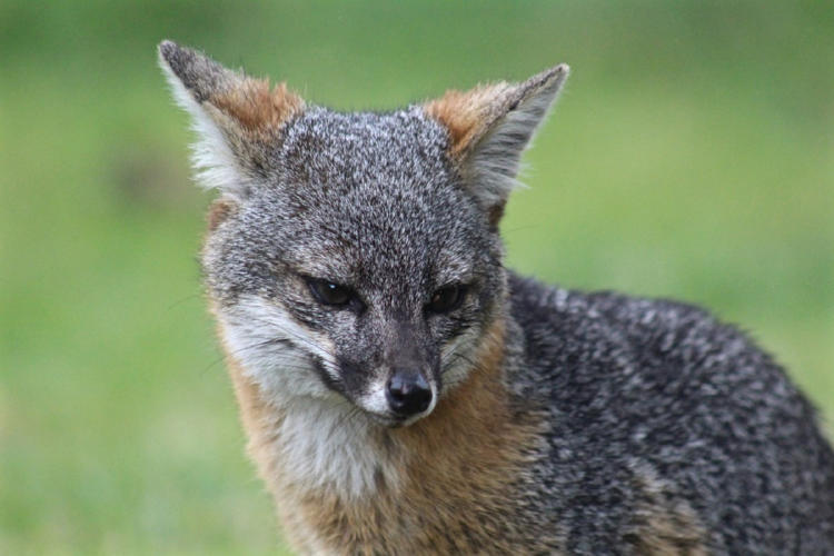 Zorro isleño de Santa Cruz Zorro isleño de Santa Cruz