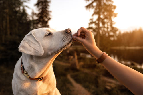 Lanzan comida hecha de insectos para alimentar a las mascotas