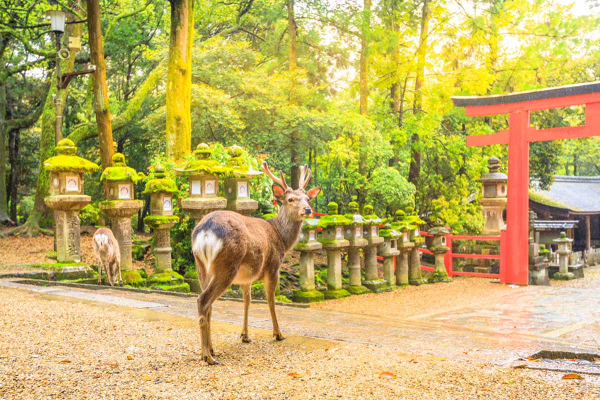 parque nara venado japon