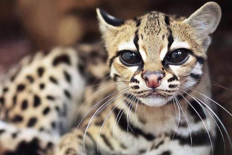 margay cat El nacimiento de un margay trae esperanza para su conservación (Imagen: Pinterest)