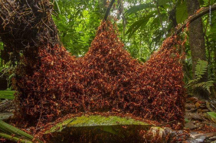 Daniel Kronauer Wildlife Photographer of the Year