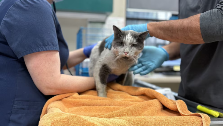 gato Voluntarios y personal médico trabajan sin descanso para atender lesiones graves y estabilizar a los animales afectados (FB Pasadena Humane)