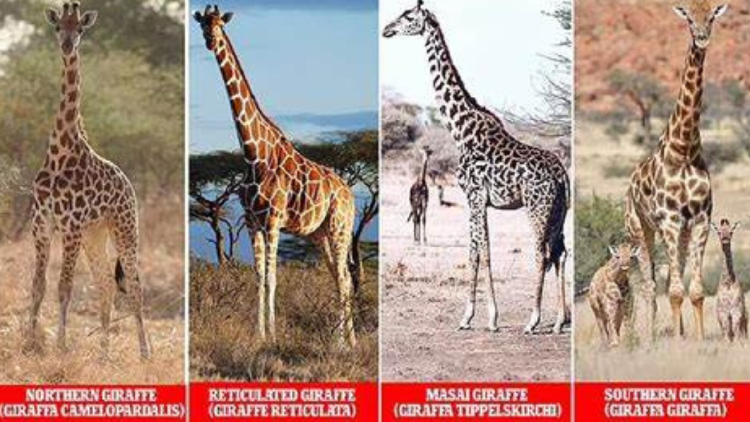jirafas Descubren cuatro especies de jirafas con cráneos distintivos