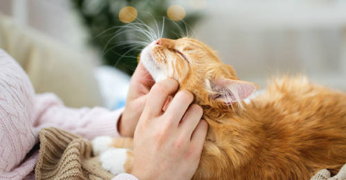 9 maneras mostrarle amor gato 9 maneras mostrarle amor gato