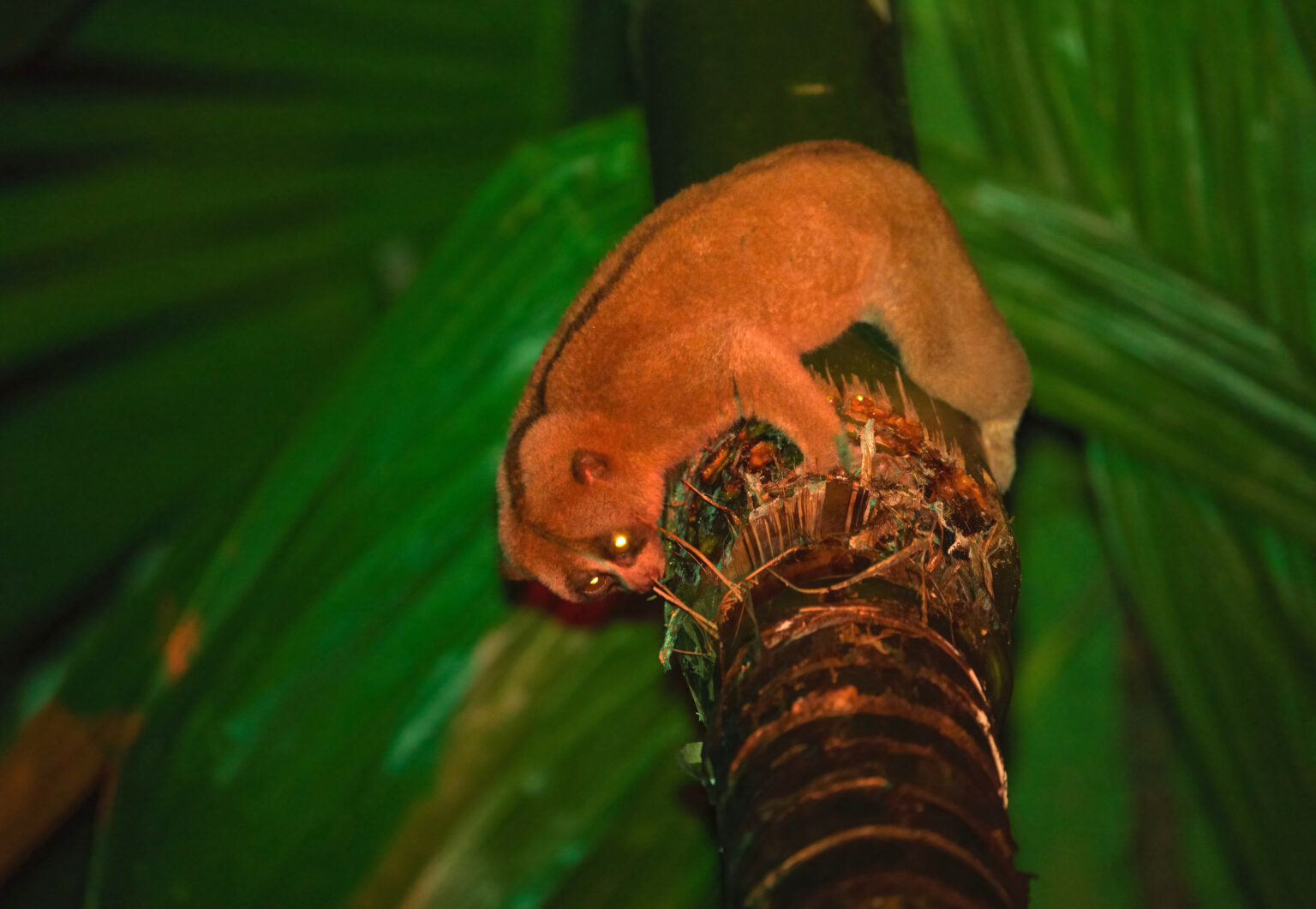 1. Adult Male_3_TC 1536x1061 1 1. Adult Male_3_TC 1536x1061 1