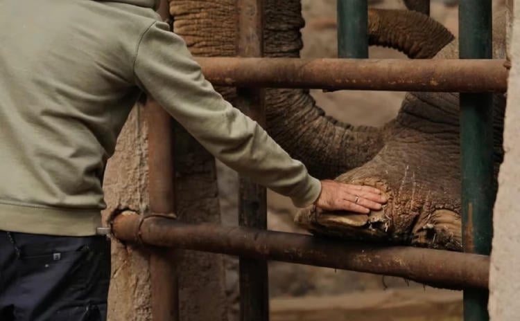 elefantes3 elefantes3