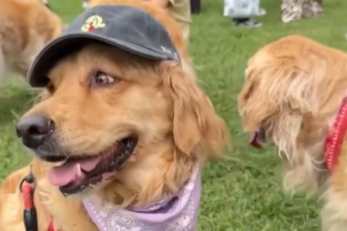 golden retriever Imagen: msn.com