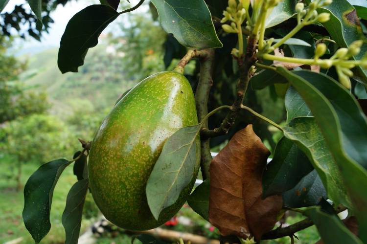 Un aguacate en el árbol