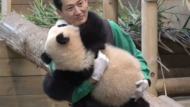 oso panda Los organizadores de la convocatoria indicaron que se trata de un trabajo demandante que requiere dedicación y compromiso. (Foto: Pinterest)