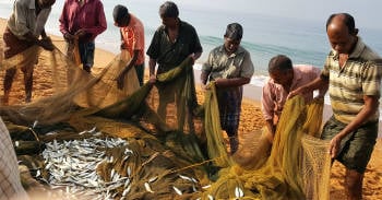 3 razones considerar dejar comer pescado comida mar