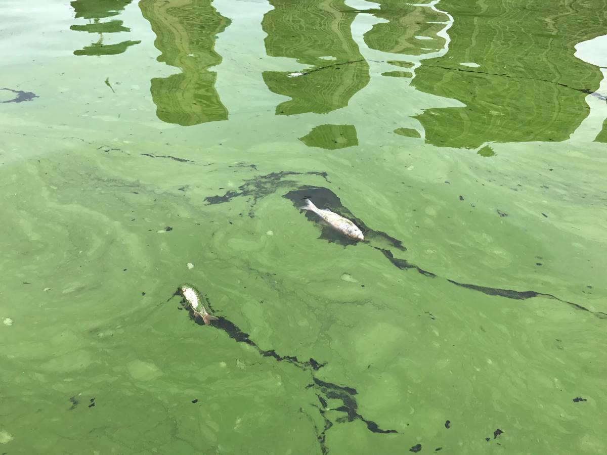 Algas toxicas Algas toxicas