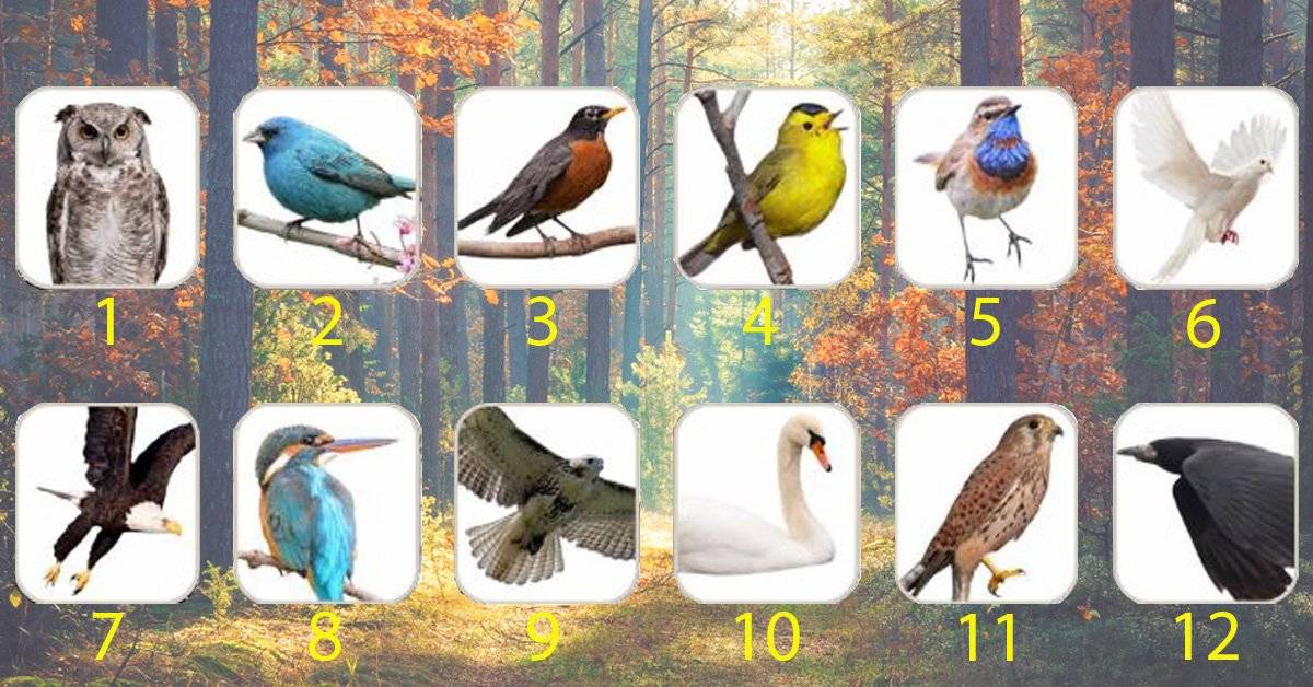 Mira lo que el pájaro de tu mes del nacimiento revela sobre ti