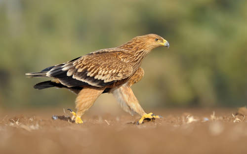 aguila imperial