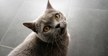 gatos inteligentes reconocen nombre deciden ignorarnos