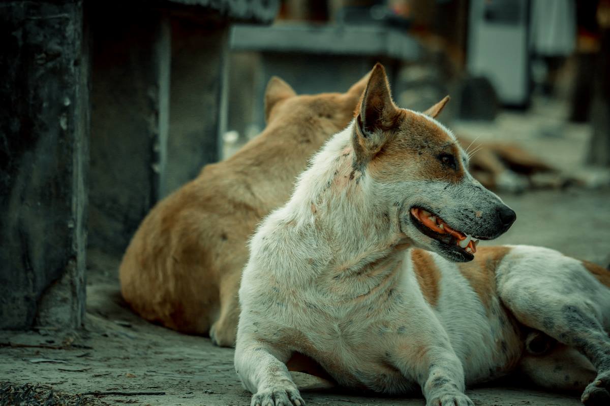 Perros callejeros Turquía