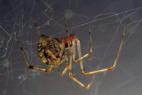 araña Imagen: Pinterest