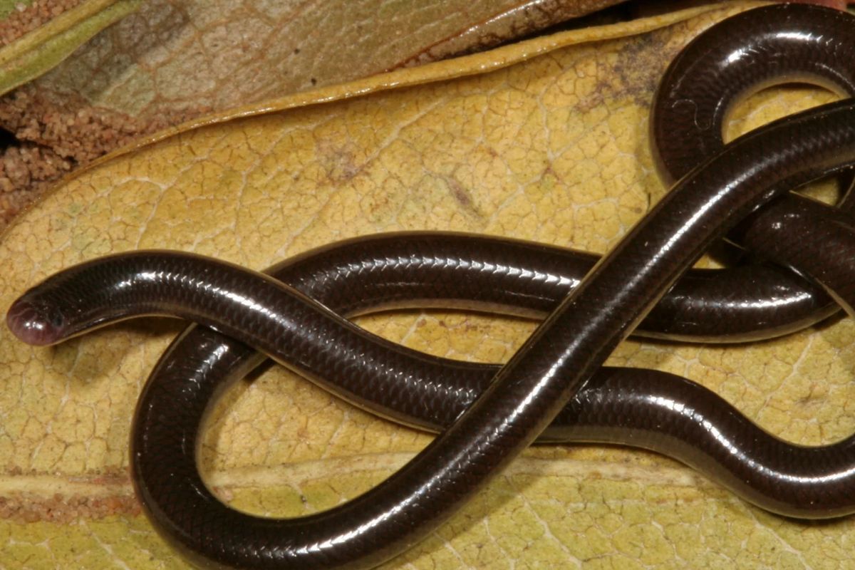 serpiente Se trata de la serpiente ciega brahmán, cuyo nombre científico es Indotyphlops braminus. (africansnakebiteinstitute.com)