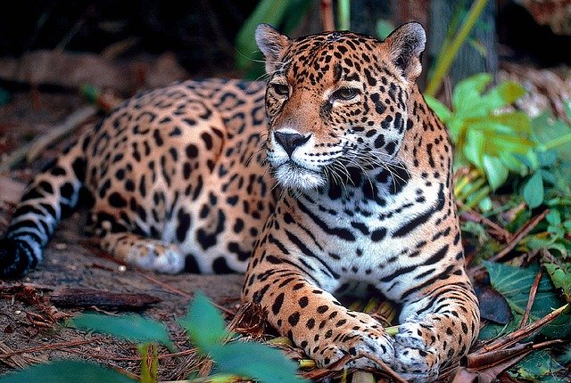 jaguar 1377982_640