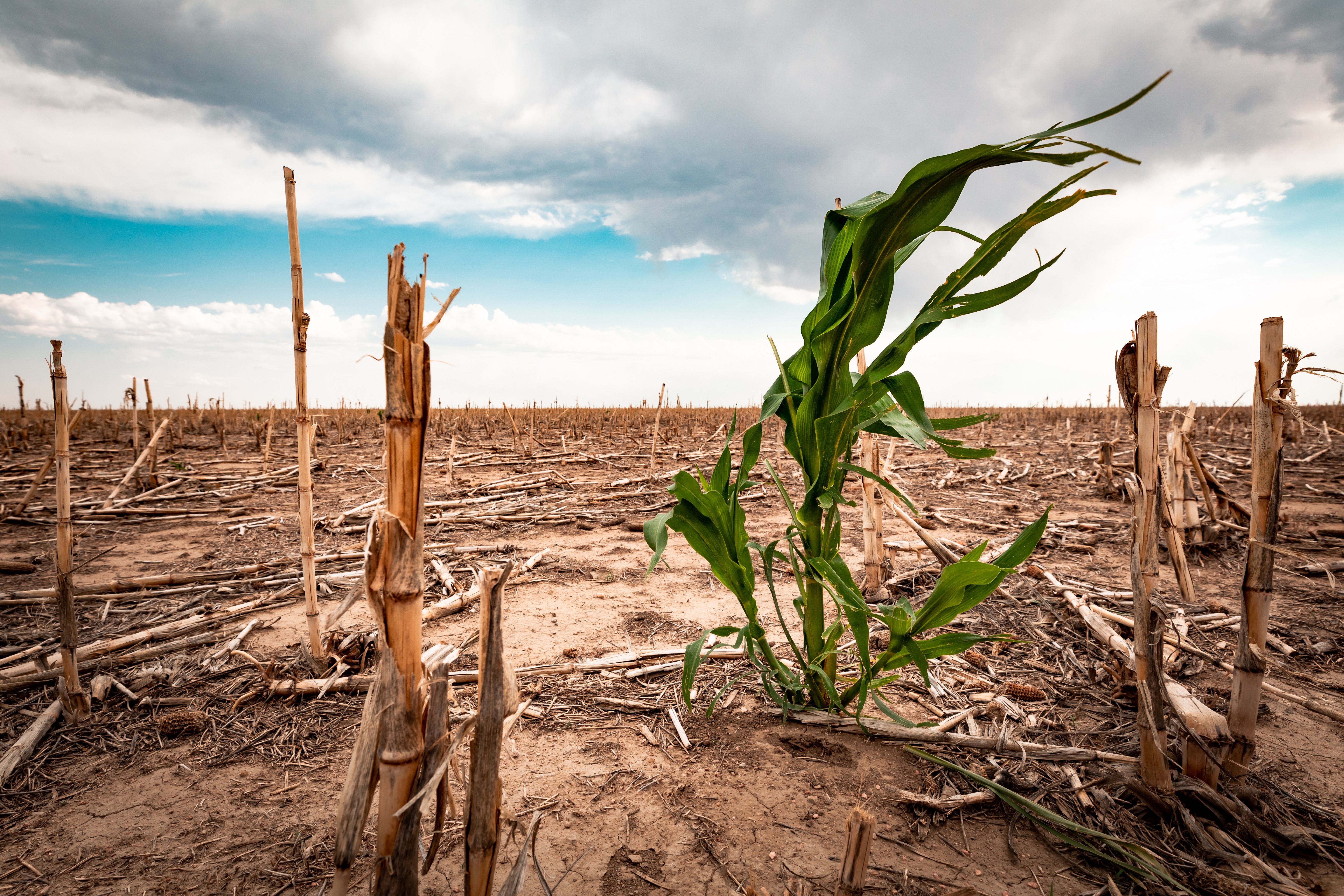 hambruna crisis climática