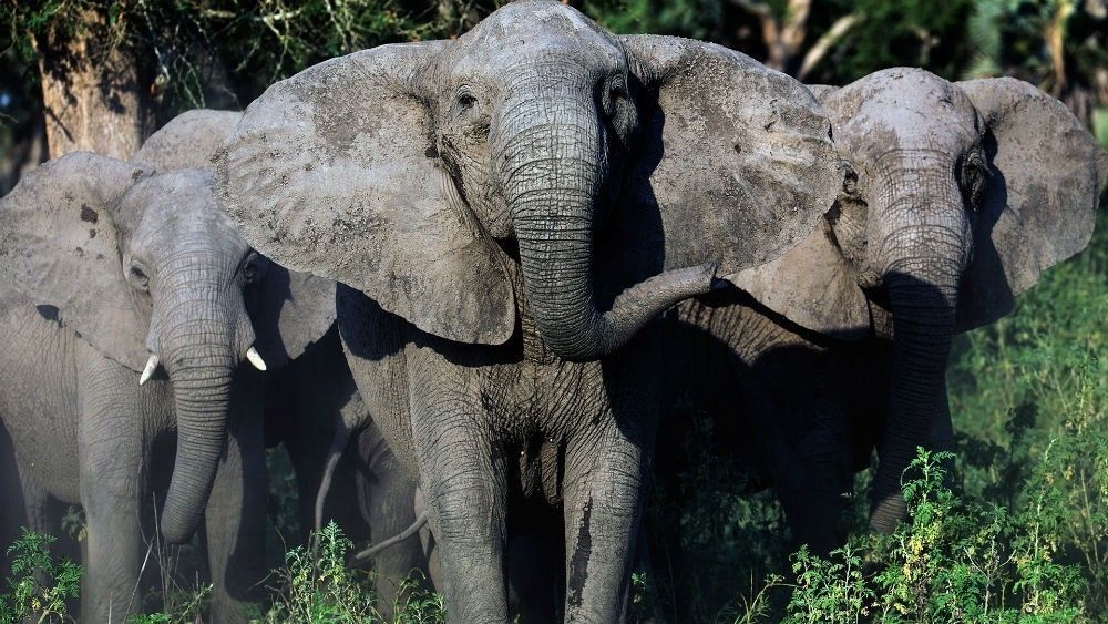 elefantes sin colmillos